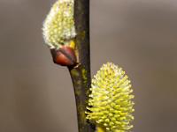 Blühendes Palmkätzchen
